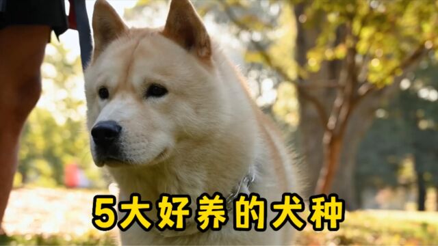 5大好养的犬种,很适合新手铲屎官