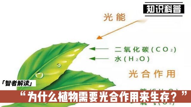 为什么植物需要光合作用来生存?