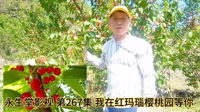 永生堂影视 第267集 我在红玛瑙樱桃园等你 关注永生堂快乐健康永相随