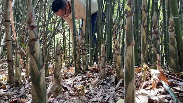 好消息,江西这种竹笋大涨价,靠拔笋卖的村民高兴坏了