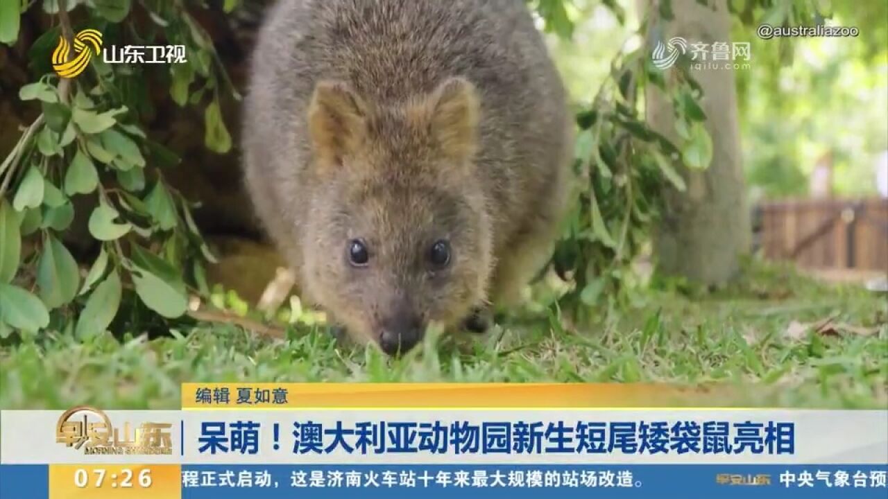 呆萌!澳大利亚动物园新生短尾矮袋鼠亮相,小巧灵活又可爱