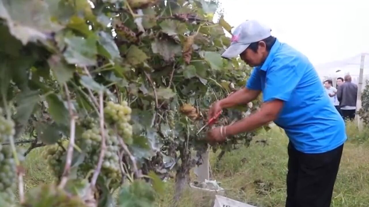 河南民权 :盐碱地变致富田,10万亩葡萄迎丰收