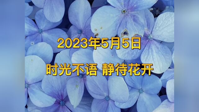 2023年5月5日时光不语静待花开