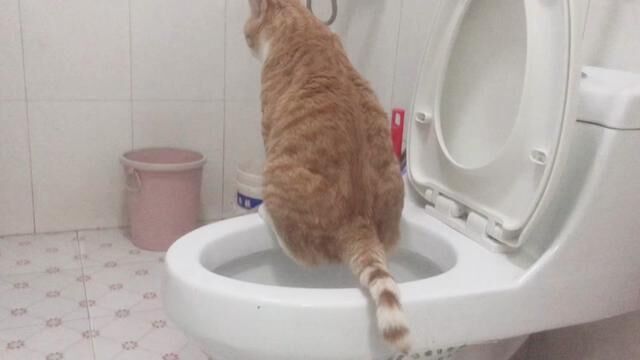 属牛的大橘!#记录猫咪日常 #猫咪的迷惑行为 #猫咪成精