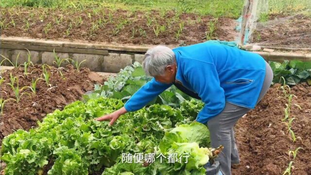 有时候觉得房车生活很辛苦,但我会时不时给生活加点糖,乐在其中