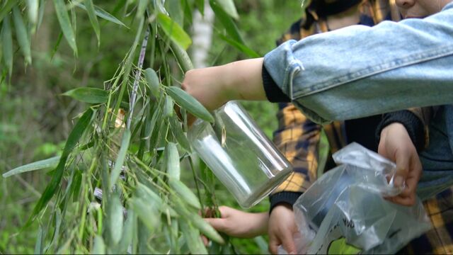 竹沥水,小时候感冒咳嗽都靠它,你还记得吗,用它炖鸡汤也是一绝