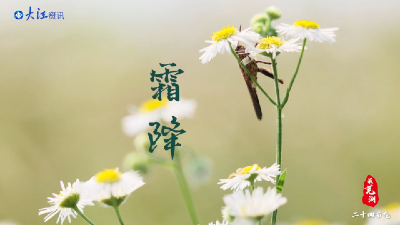 最芜湖|霜华凌凌 秋实累累