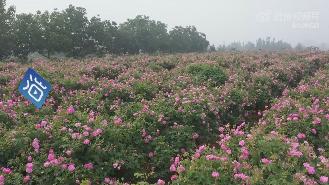 90后村支书种千亩玫瑰带村民致富