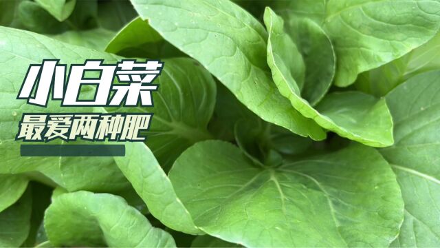 春天的小白菜最爱2种肥,长势好没虫害,值得学习一下