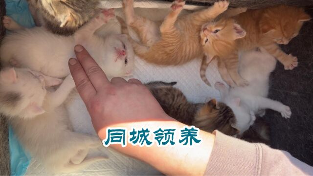 自家猫咪生的宝宝,诚意爱猫人士免费领养.哈尔滨同城有意者私信(在校大学生勿扰)