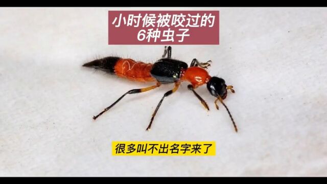 小时候被咬过的6种虫子,蠼螋、跳蚤、硫酸蚁,农村痛苦的回忆!三记录片解说昆虫动物世界