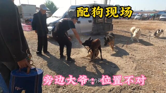 实拍马犬“配狗”第一次没经验,旁边大爷:位置不对,再努力也白费