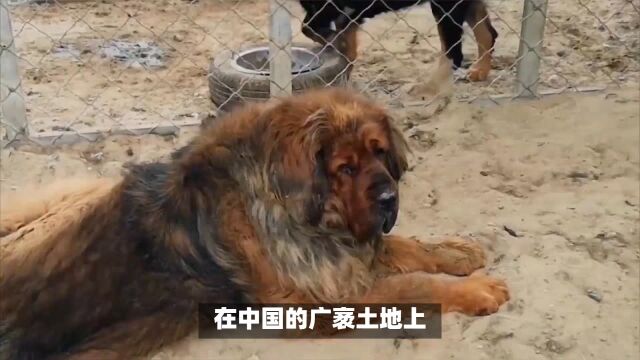 藏獒:世界犬类之王,城市明令禁止饲养,藏民驯养用于放羊防盗防贼