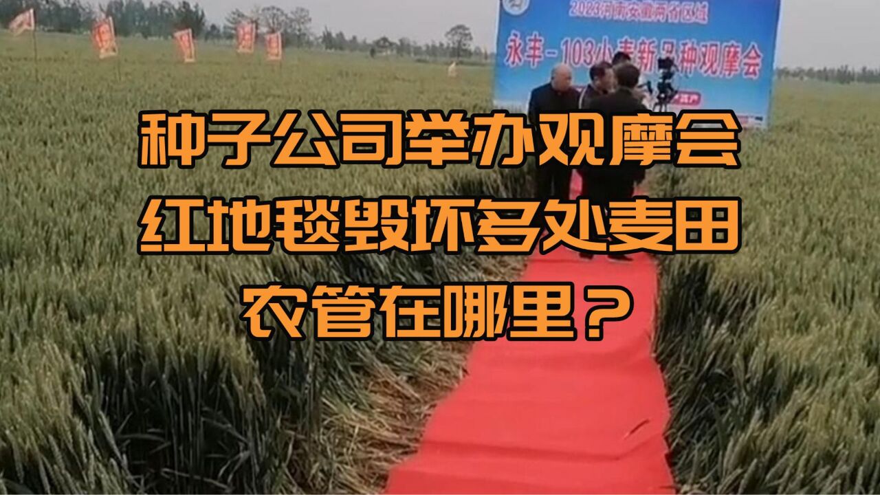 种子公司举办观摩会,红地毯毁坏多处麦田,农管在哪里?