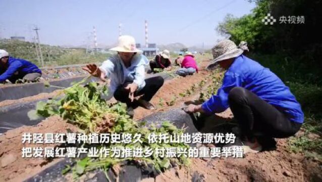 【央媒聚焦】石家庄井陉:红薯抢季种 增收干劲足