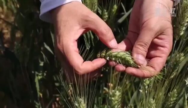 河北沧县:加强盐碱地麦田管理 助力夏粮增产丰收