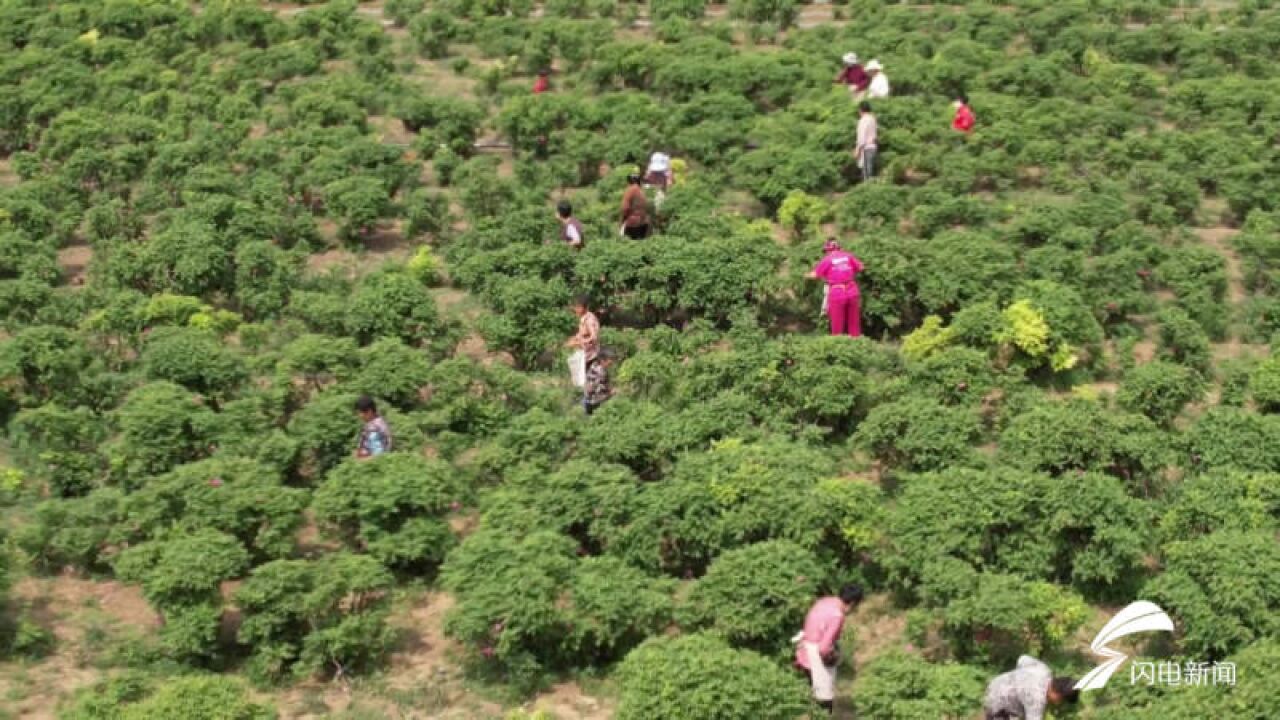 鲜花铺就致富路!临邑:玫瑰花绽放“美丽经济” 为乡村振兴“增资添彩”