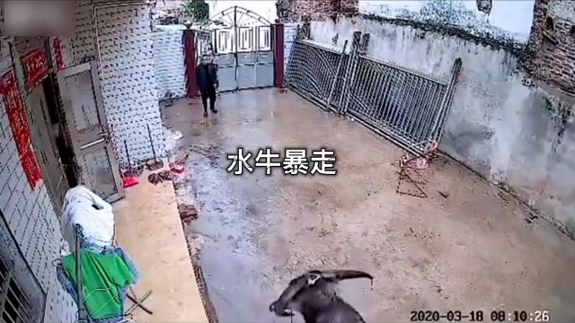 水牛暴走