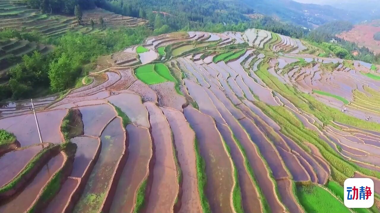 动静视频丨蓝天、白云、梯田,美如画