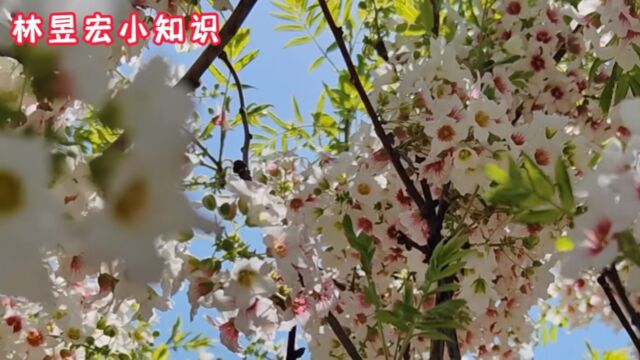 有“东方神树”美誉的这种植物,你见过吗?