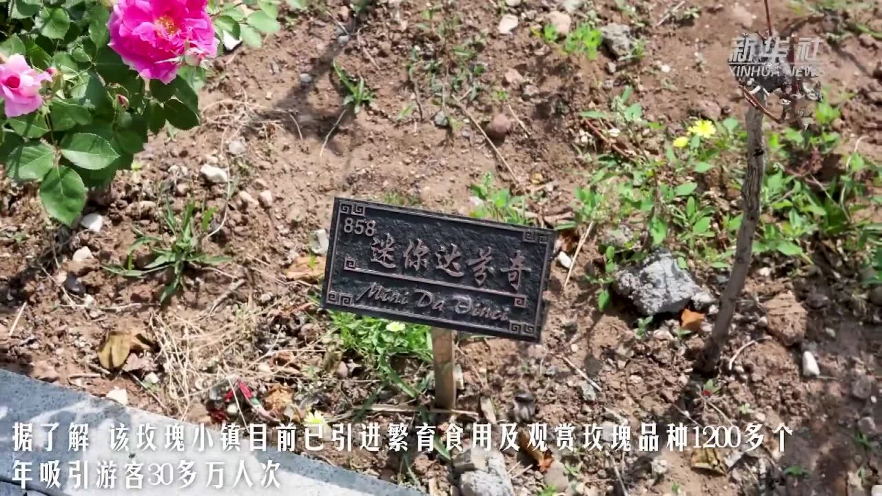 青岛即墨:“幸福花”开满山乡