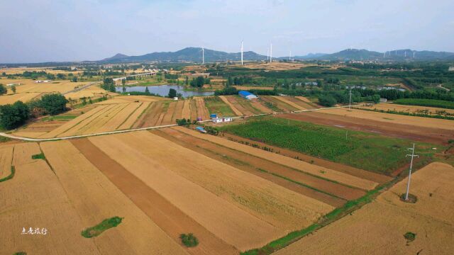 平顶山叶县一眼望不到头的麦浪