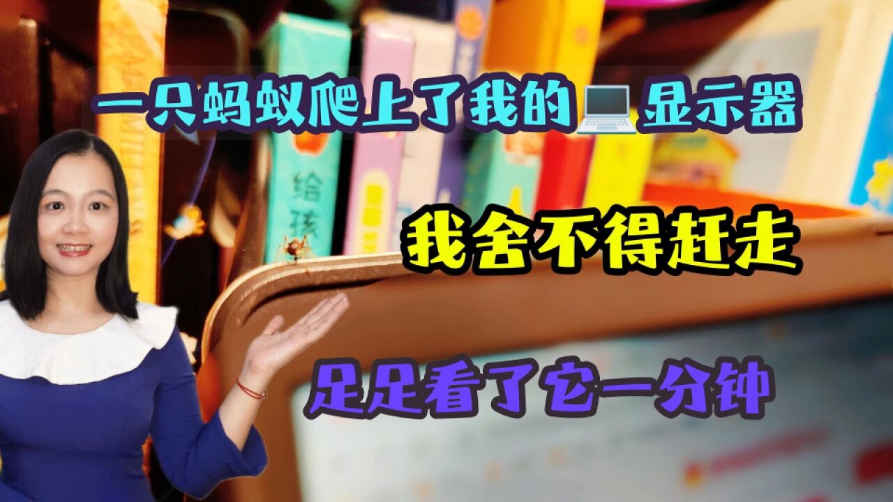 一只蚂蚁爬上了我的电脑显示屏,舍不得赶走,足足看了它一分钟