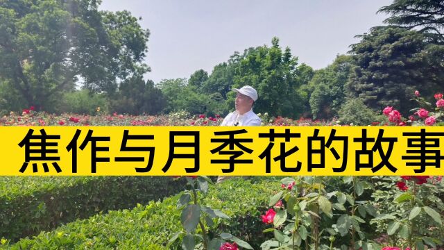 焦作与月季花的故事