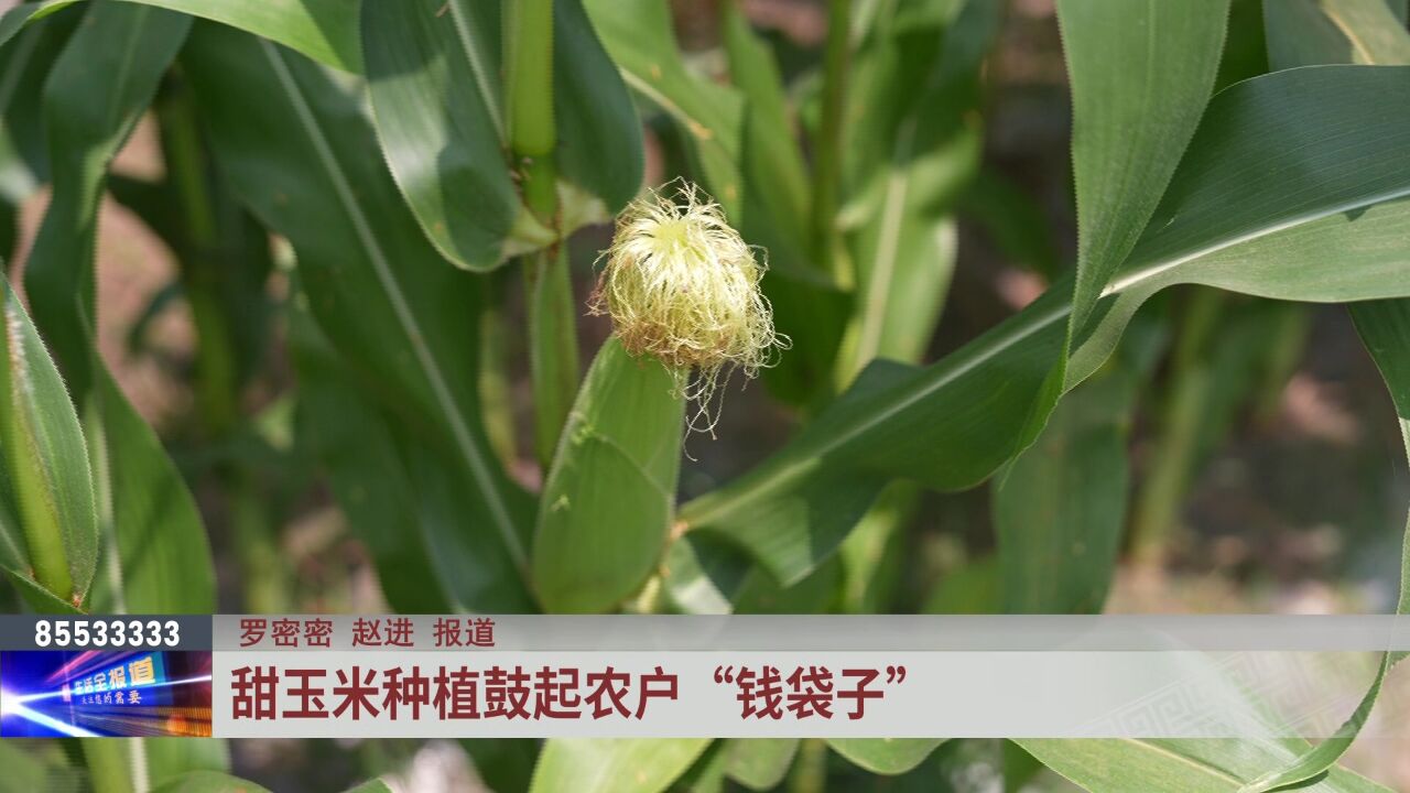 汉南甜玉米种植鼓起农户“钱袋子”