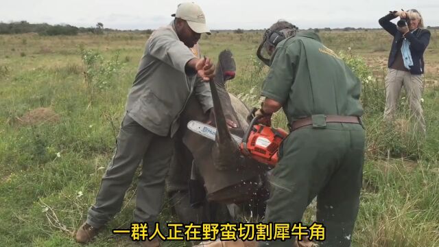 盗猎份子残忍杀害犀牛,保护组织抢先割下犀牛角保犀牛命#动物救助 #爱护大自然保护野生动物 #善待动物关爱生命