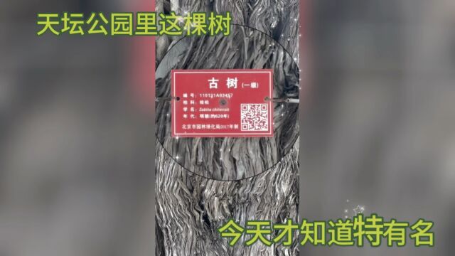 北京天坛公园里这棵树,今天才知道特有名