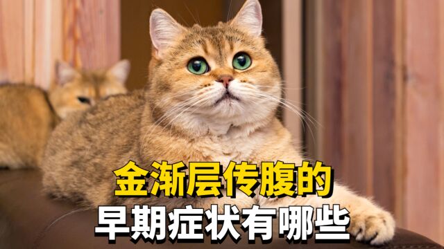 金渐层患上猫传腹的征兆有哪些?看看你家猫中招没!