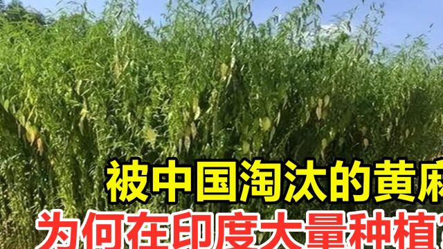 黄麻从中国农村消失了?被中国淘汰的黄麻,为何在印度大量种植?