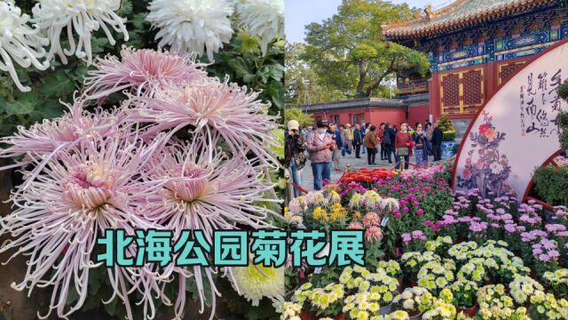 北京北海公园15000株菊花展出了,花团锦簇正是盛花期,不要错过