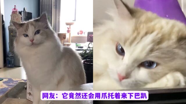 一只猫的表情跟人类有多像,不小心打到它鼻梁,与主人冷战了一天