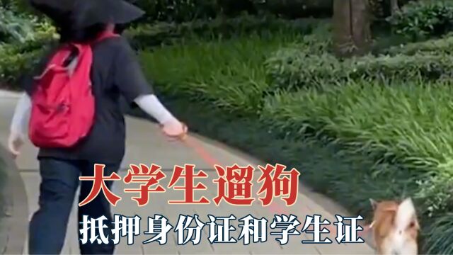 大学生遛狗主打一个真诚,抵押身份证和学生证,全国狗哥都在军训