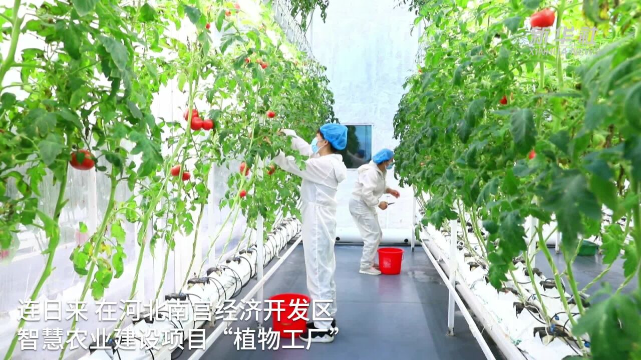 河北南宫:“植物工厂”实现果蔬安全高效生产