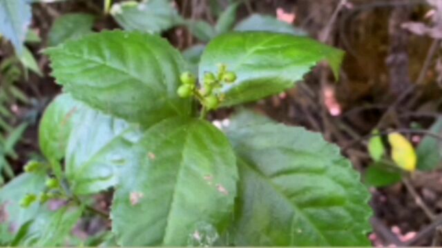 广西常见野生草药九节风的功效与作用