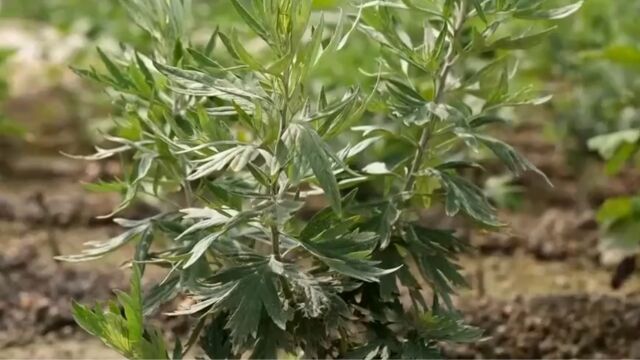 野生艾草越来越少,加工企业缺少原料,男子决定种植艾草从中赚到财富