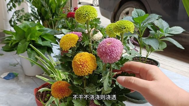 养护乒乓菊,只需“2勤1控”,开花大又圆