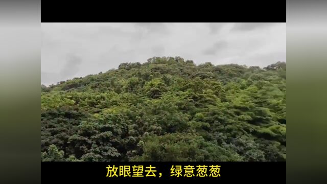 民水民电,可养宠物,户户有阳台,采光无遮拦,这样的宝藏公寓,广州黄埔有一家