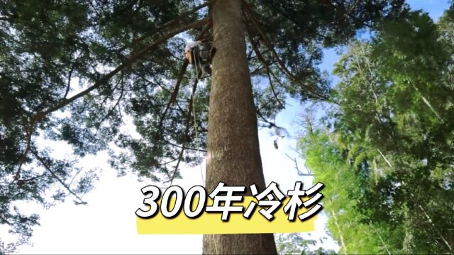 300年树龄的冷杉见过吗?砍伐一棵树形优美,秀丽可观的冷杉