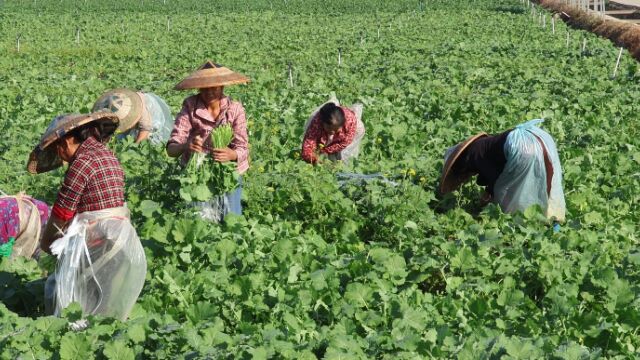 红视频|娄底召开秋冬农业生产暨高标准农田建设现场会