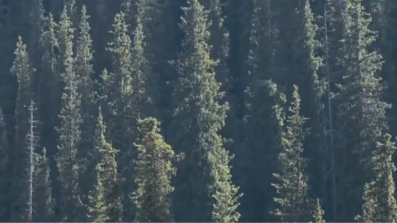 雪岭云杉是天山山脉特有的树种,相比欧洲针叶树,云杉的抵抗力更强