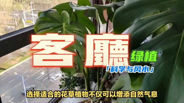 客厅适合养什么花和植物好风水?打造宜人氛围的花草植物选择