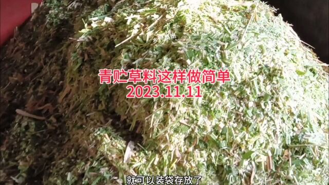 牛羊牧草青贮做法简单,想存放草料不霉变的那就一起来学#牛羊草料 #巨菌草 #青储