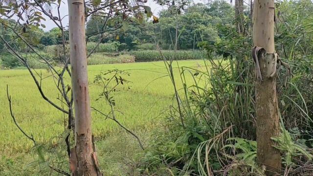 这才是真正的乡村风景