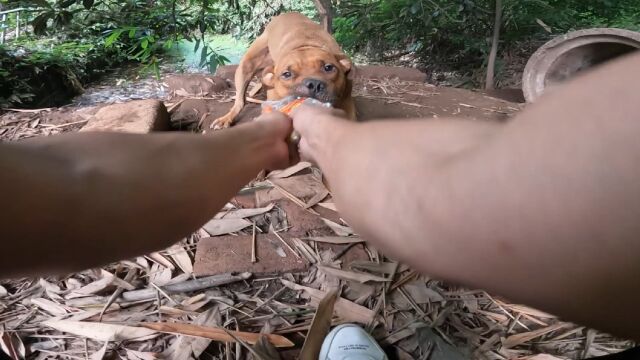 比特犬到底有可怕,一个视频告诉你答案,被它咬住就不会轻易松口