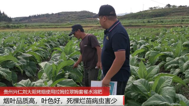 水溶肥品牌贵州兴仁刘大哥烤烟用拉姆拉翠姆水溶肥1次,烟叶品质高,叶色好