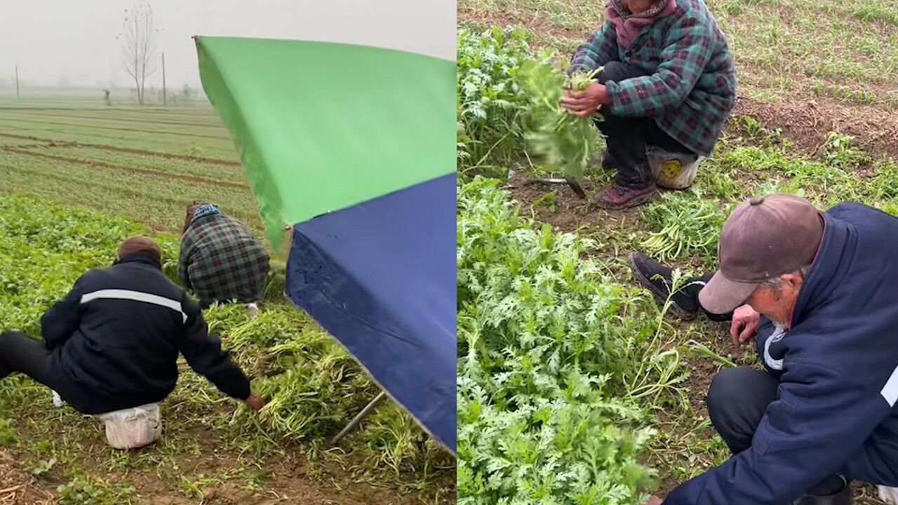 7旬夫妻下雨天割200平茼蒿 儿媳:他们经历过吃不饱饭的年代